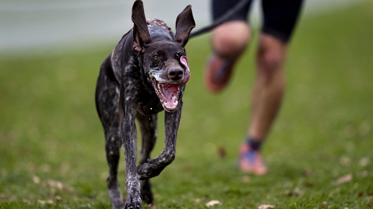 FOTO: Místo koňů vyběhli psi. Pardubické závodiště hostí mistrovství světa v psích závodech.